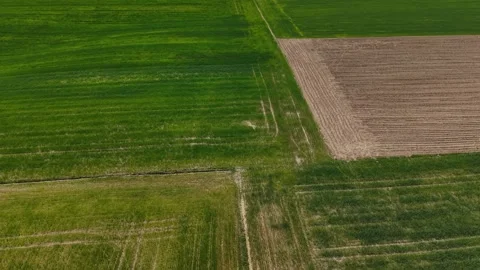 Developing Crop Field – Parallax Right Tilt Down Over Multi‑Field Boundary 스톡 동영상 334580487