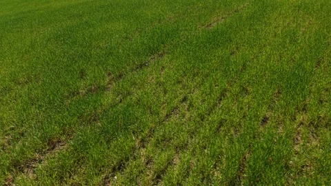 Developing Crop Field – Sideways Left Diagonal Flight Across Mid‑Season Growth Stock Footage 334578097