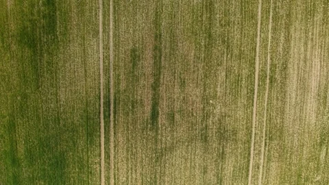 Developing Crop Field – Top Down Forward Flight Showing Growth Variability Video stock 334578736
