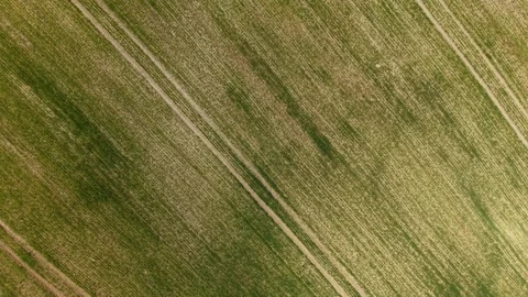 Developing Crop Field – Top Down Forward Diagonal Flight Showing Growth Patterns Stock Footage 334579705