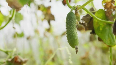 Developing cucumber on vine inside greenhouse Stockbeeldmateriaal 327134387