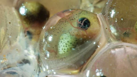Developing eggs of the Amazonian Monkey Frog (Agalychnis hulli) Video stock 160012130