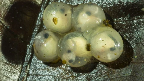 Developing eggs of  the Hotel Zaracay Salamander (Bolitoglossa chica) Stock Footage 143848023