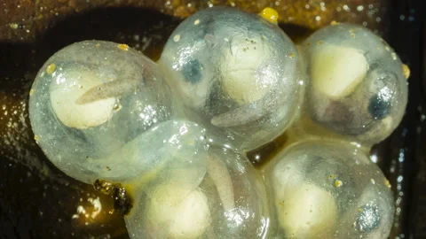 Developing eggs of  the Hotel Zaracay Salamander (Bolitoglossa chica) Video stock 144890012
