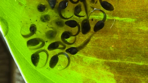 Developing eggs of the White-spotted Cochran Frog (Sachatamia albomaculata) 스톡 동영상 143845060