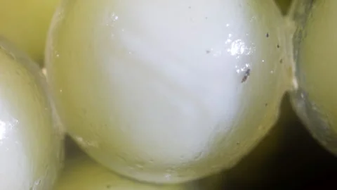 Developing eggs of  the Yanayacu Robber Frog  (Pristimantis bicantus) Video stock 150140534