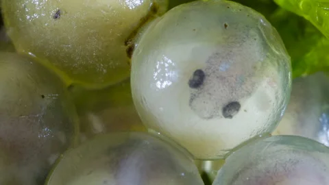 Developing eggs of  the Yanayacu Robber Frog  (Pristimantis bicantus) 스톡 동영상 150447491