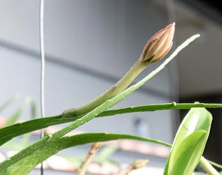 Developing Epiphyllum Bud Growing On Cactus Stem Stock Photos