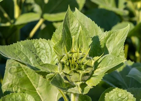 A developing flower bud of a common sunflower (Helianthus annuus) Fotos de archivo