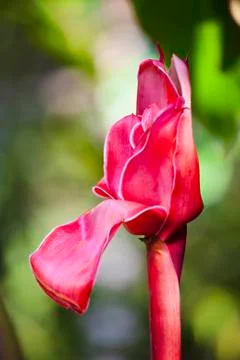 Developing flower of a Torch Ginger in Maui, Hawaii. Stock Photos