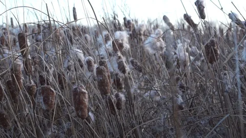 The developing fluff of cattail in the wind in the rays of the setting sun Stock Footage 121105911