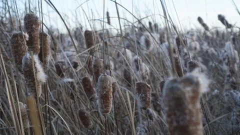 The developing fluff of cattail in the wind in the rays of the setting sun Stock Photos