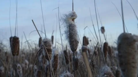 The developing fluff of cattail in the wind in the rays of the setting sun Stock Photos