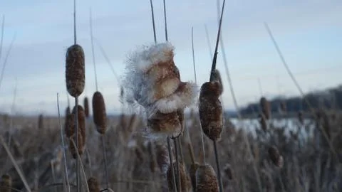 The developing fluff of cattail in the wind in the rays of the setting sun Stock Photos