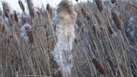 The developing fluff of cattail in the wind in the rays of the setting sun Stock Photos