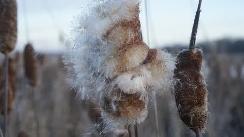 The developing fluff of cattail in the wind in the rays of the setting sun Stock Photos