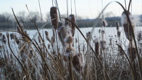 The developing fluff of cattail in the wind in the rays of the setting sun Stock Photos