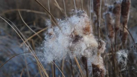 The developing fluff of cattail in the wind in the rays of the setting sun Stock Photos