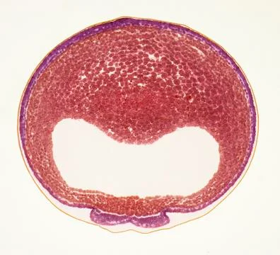 Developing frog egg, LM イラスト素材