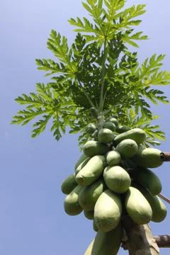 Developing fruit of the papaya tree Stock Photos