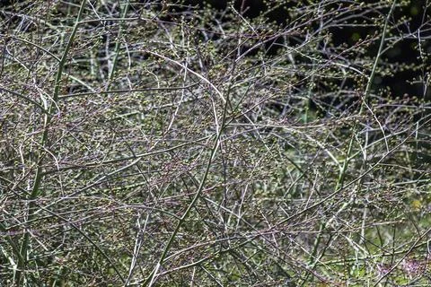 Developing fruits on branching seed panicle of Crambe cordifolia Stock Photos