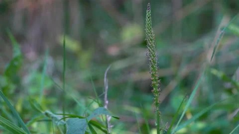 Developing fruits of Broadleaf Plantain (Plantago major) in natural environment Stock Footage 138228589