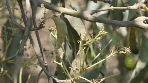 Developing Fuerte Avocado Fruit Halfway to Maturity in Peruvian Orchard 4K 動画素材 348217504