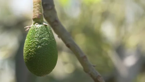Developing Fuerte avocados growing on the tree in Ica, Peru, 4K footage for agri 스톡 동영상 348150282