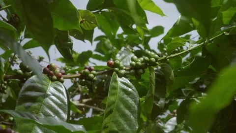 Developing green and ripening red coffee cherries growing on a woody Coffea.. Stock Footage 346359456