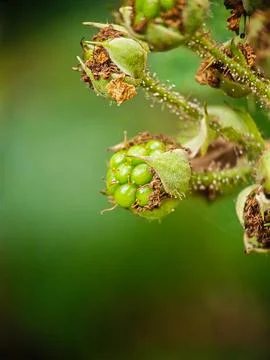 Developing Green Blackberry Cluster in Summer Garden Stock Photos