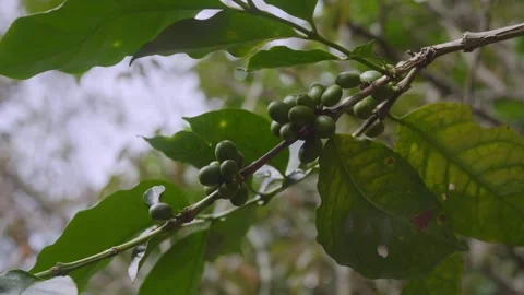 Developing green coffee cherries clustered along a Coffea branch in a highl.. Vidéo 346739708
