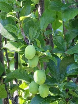 Developing Green European Plums on a Fruit Tree Stock Photos