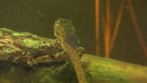 Developing Green frog tadpole, pond, underwater, E USA Video stock 200491940