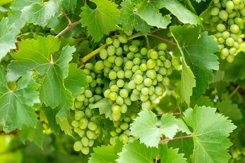 Developing green not mature grapes hanging down from a vine Stock-Fotos