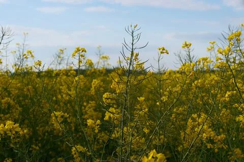 Developing green rapeseed pods above a flowering yellow crop field Stock Photos