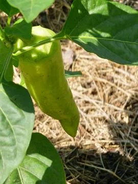 Developing Green Sweet Pepper Fruit Growing on Capsicum annuum Plant Stock Photos