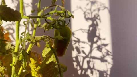 A developing green tomato hanging on a plant, with the shadow behind. A close-up Stock Footage 313595253
