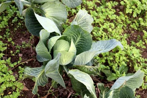 A developing head of white cabbage in a vegetable garden bed Stock Photos