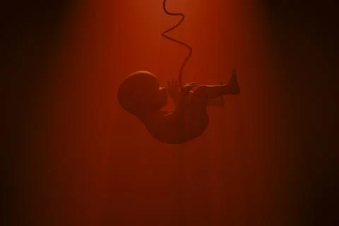 The developing human organism. New life Stock Illustration