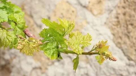 Developing inflorescences of Vitis vinifera. Vídeo Stock 49671062