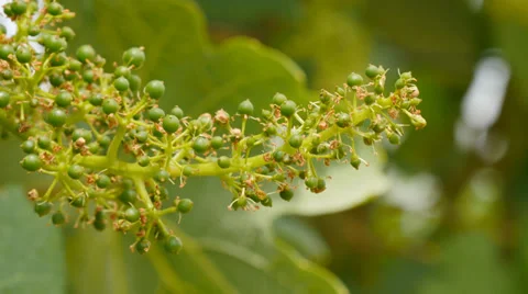 Developing inflorescences of Vitis vinifera (grapevines) Vidéo 38763188