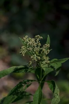 Developing Joe Pye Weed Flower Buds Against Dark Background Stock Photos