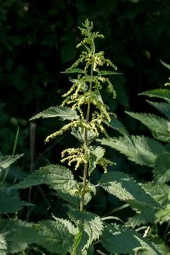 Developing a large nettle (Urtica dioica) along the way. Stock Photos