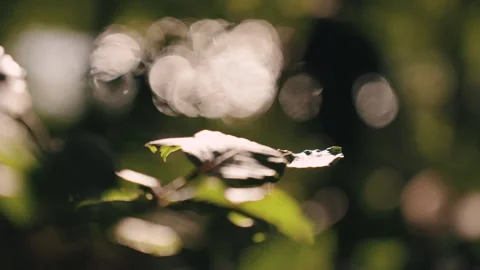 Developing leaf in the wind Stock Footage 253038235