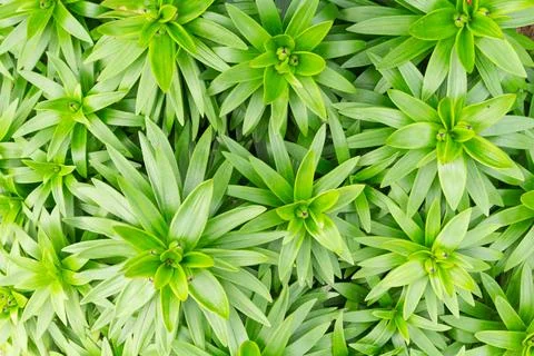 Developing lily flower buds with green bracts viewed from directly above Fotos Stock