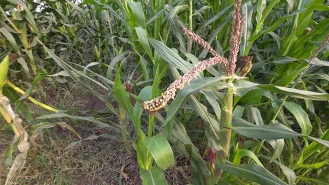 Developing maize and corn ear with exposed kernels and green leaves growing.. Stock Photos