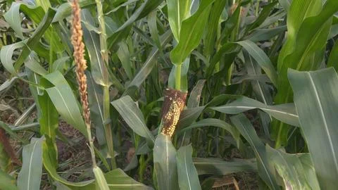 Developing maize and corn ear with exposed kernels and green leaves growing.. Stock Photos