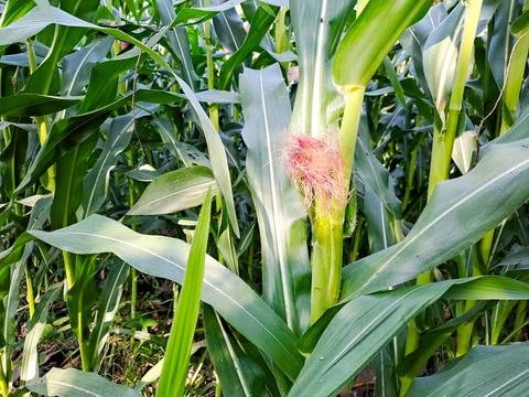 Developing maize cob with vibrant pink silk growing on a healthy plant. Stock Photos