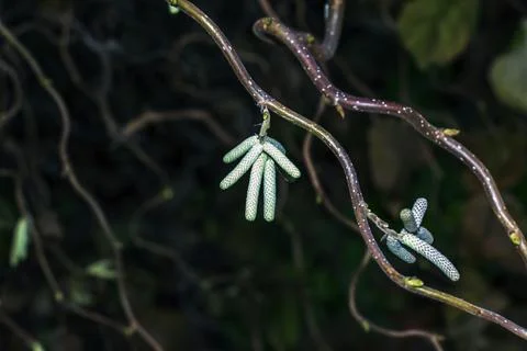 Developing Male Catkins on Twisted Corkscrew Hazel Branches Stock Photos