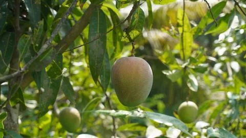 Developing Mango Fruit on Branch in Sunny Plantation Field. Stock Photos